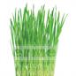 Náplň do osvěžovače vzduchu - CLASSIC FRESHLY CUT GRASS